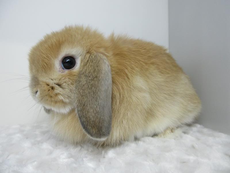 ホーランドロップ オレンジ 男の子