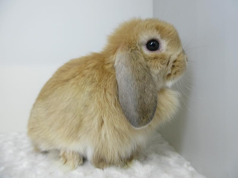 ホーランドロップ オレンジ 男の子