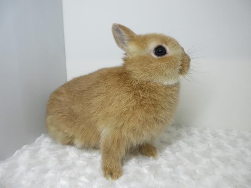 ネザーランドドワーフ オレンジ 女の子