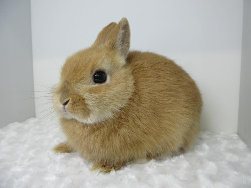 ネザーランドドワーフ オレンジ 女の子