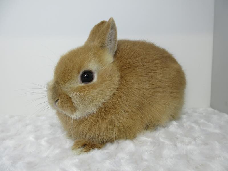 ネザーランドドワーフ オレンジ 女の子