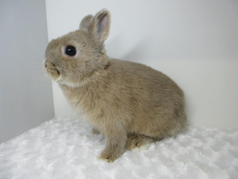 ネザーランドドワーフ リンクス 男の子