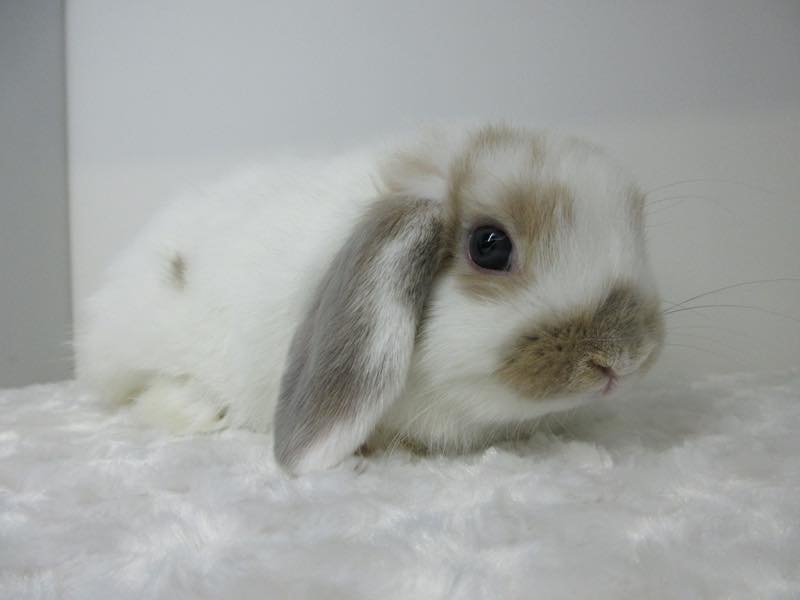 ホーランドロップ ブロークンリンクス 女の子