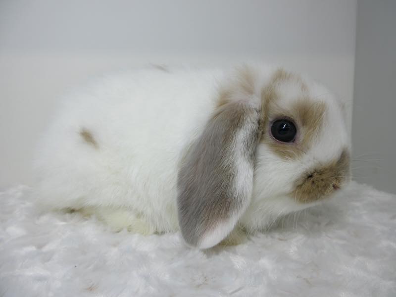 ホーランドロップ ブロークンリンクス 女の子