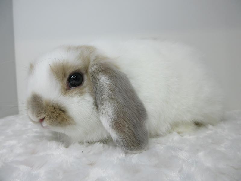 ホーランドロップ ブロークンリンクス 女の子