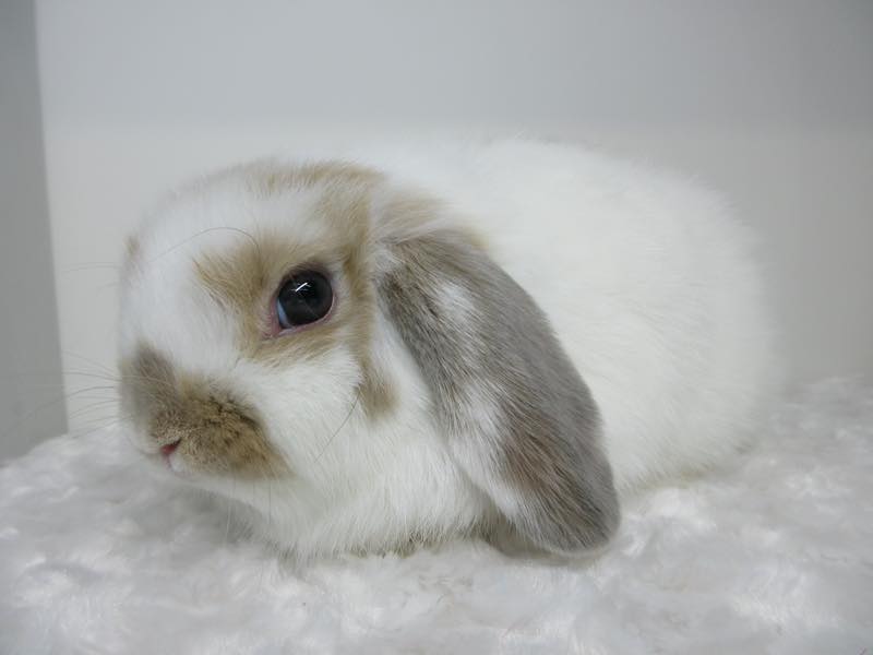 ホーランドロップ ブロークンリンクス 女の子