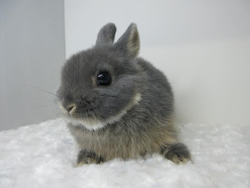 ネザーランドドワーフ ブルーオター 女の子