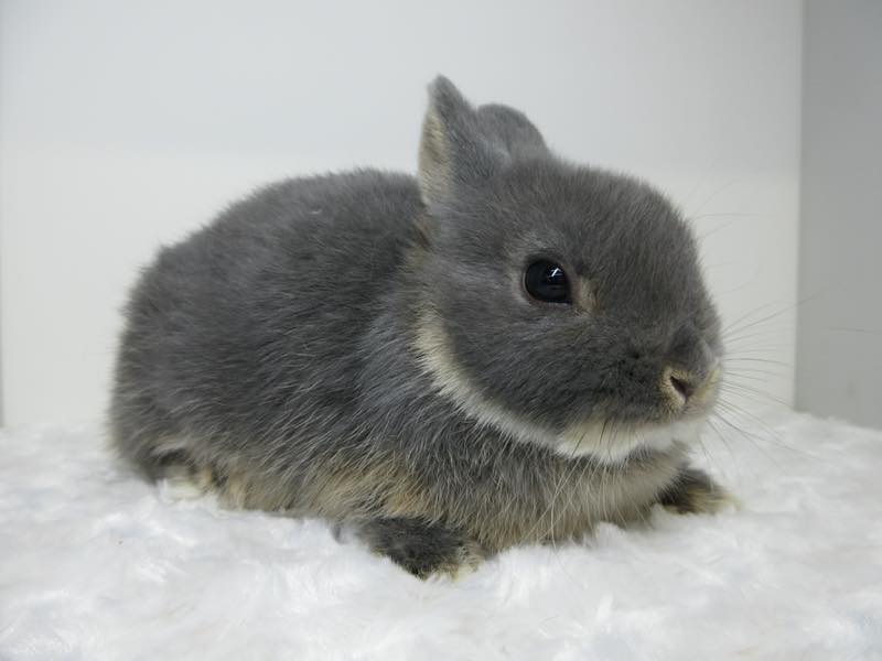 ネザーランドドワーフ ブルーオター 女の子