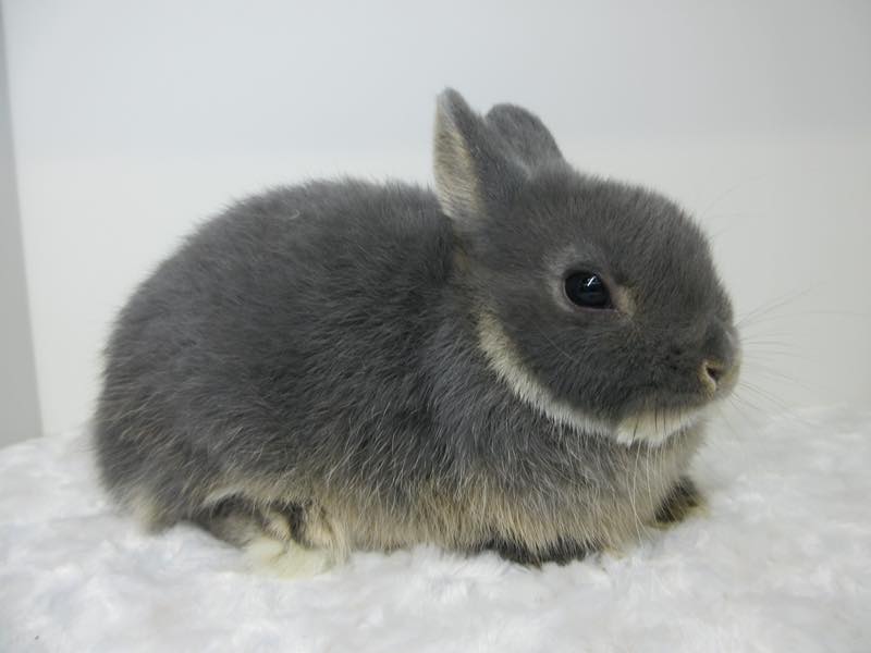 ネザーランドドワーフ ブルーオター 女の子