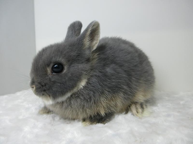 ネザーランドドワーフ ブルーオター 女の子